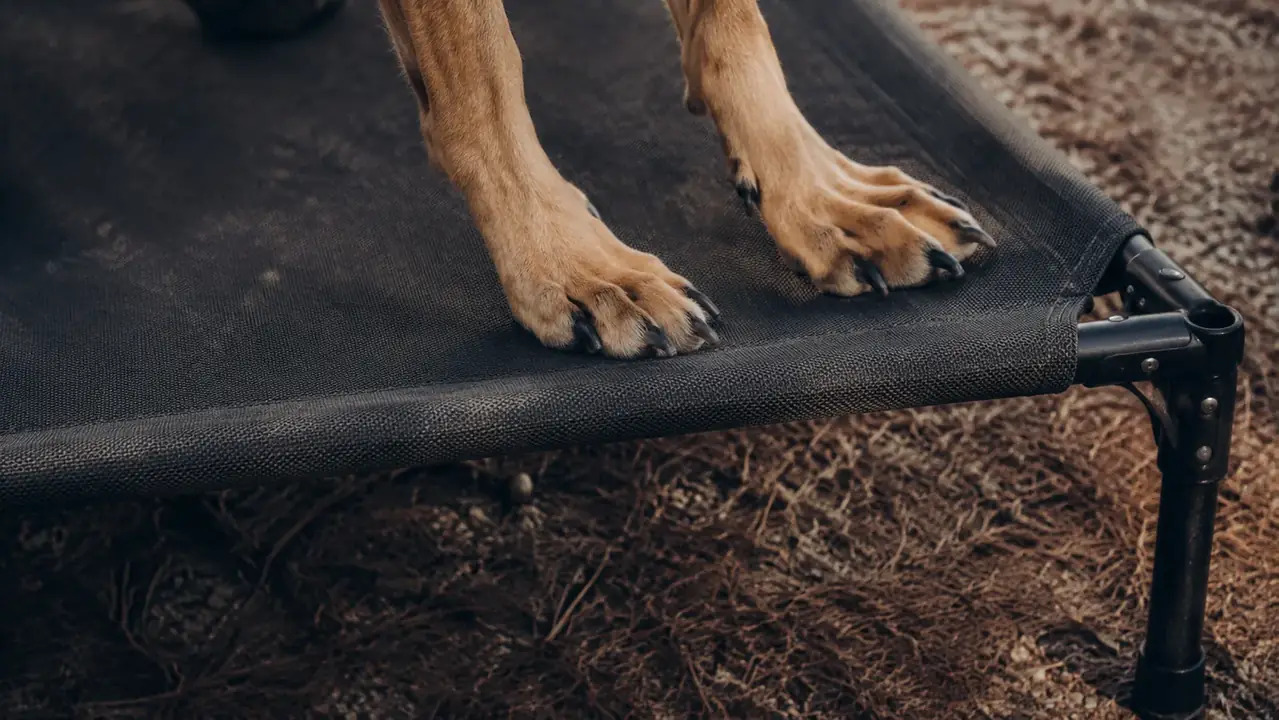 Close view of a dog's paws on the mesh of an elevated bed, the fabric taut, with fir needles and hard-packed dirt visible underneath