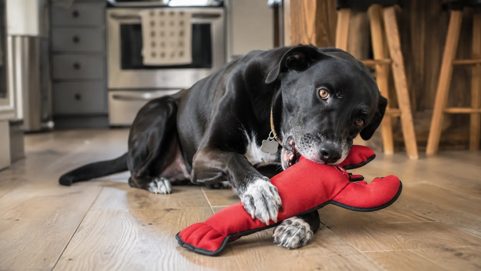 A dog happily chewing a large red nylon lobster toy while lying on a kitchen floor